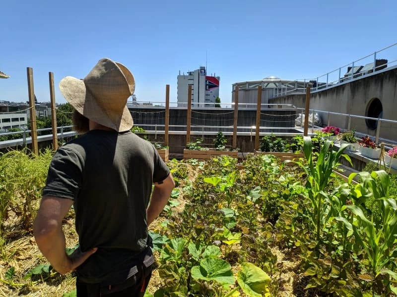 Éducation au jardinage urbain