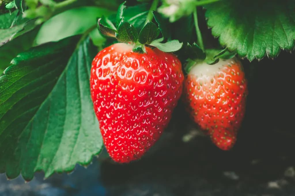 Fraises en pot