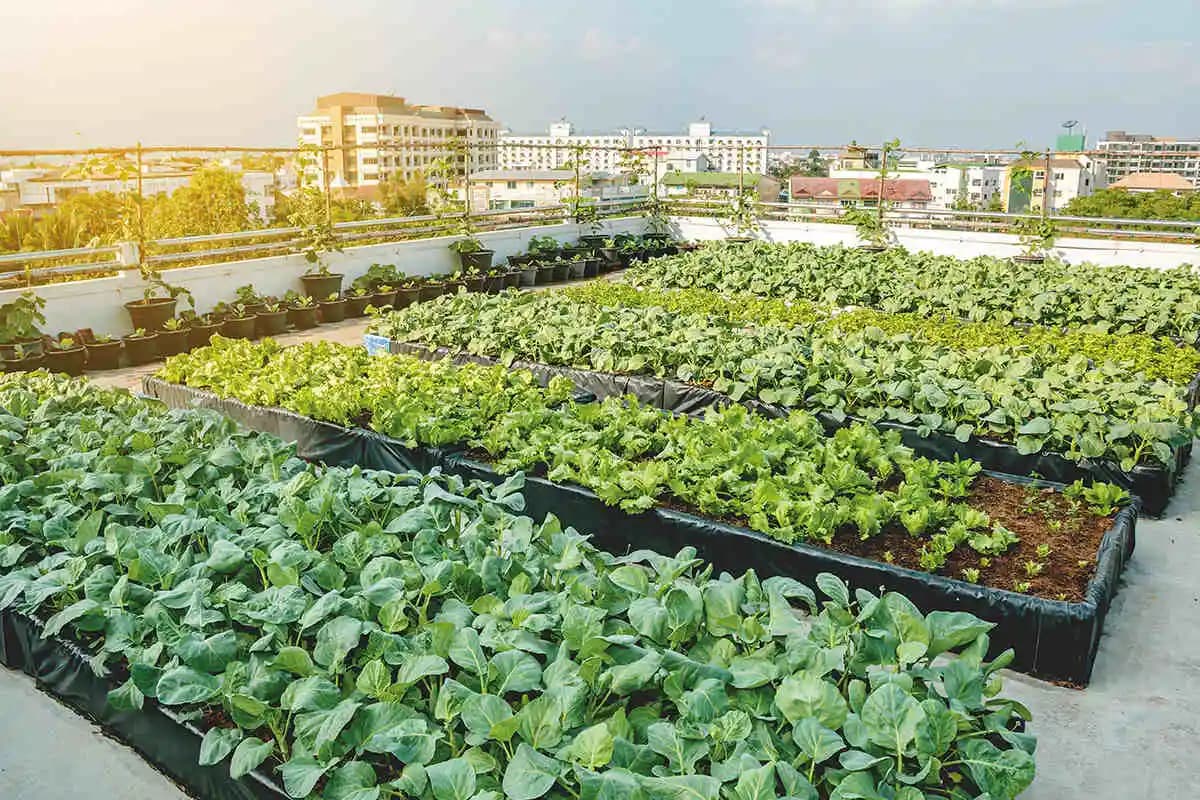 Jardin urbain à travers les saisons